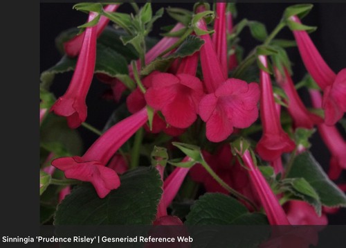 Sinningia prudence risley - sinningia,